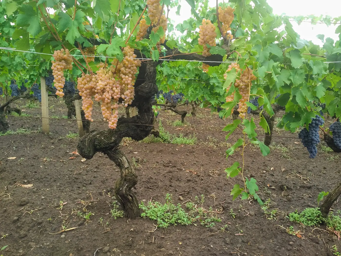 Wine tourism on Etna
