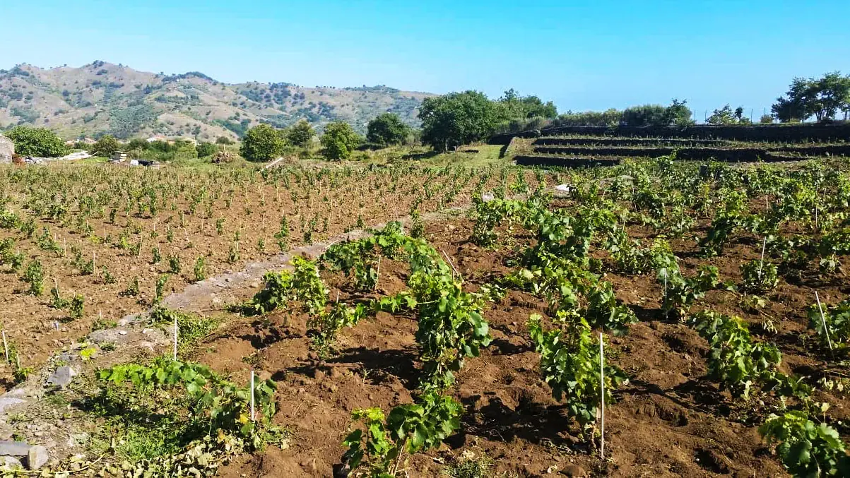 La geología de los vinos Etna DOC
