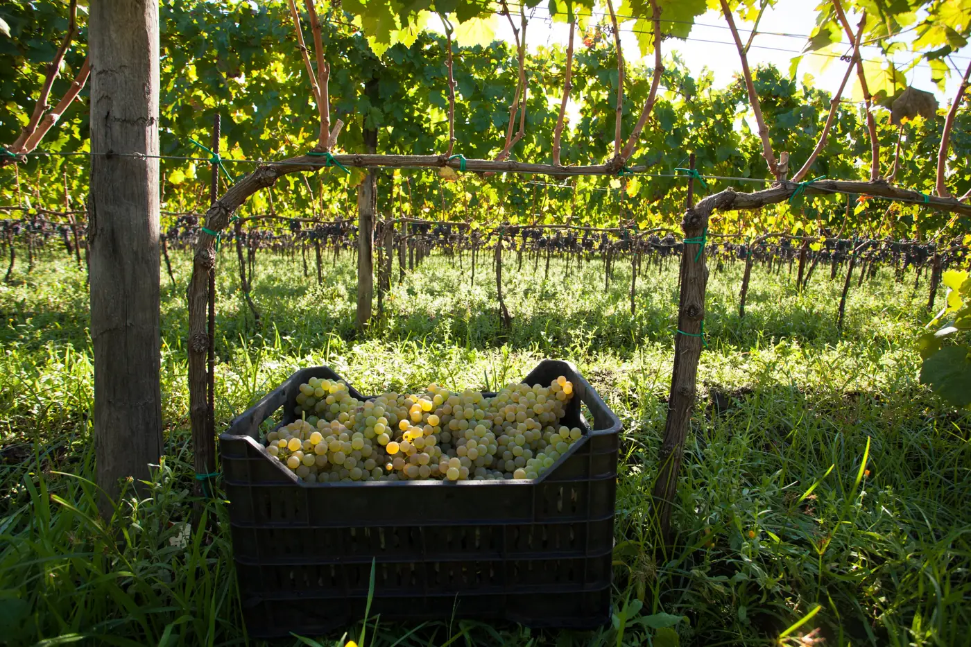 Etna DOC Wine: how we work
