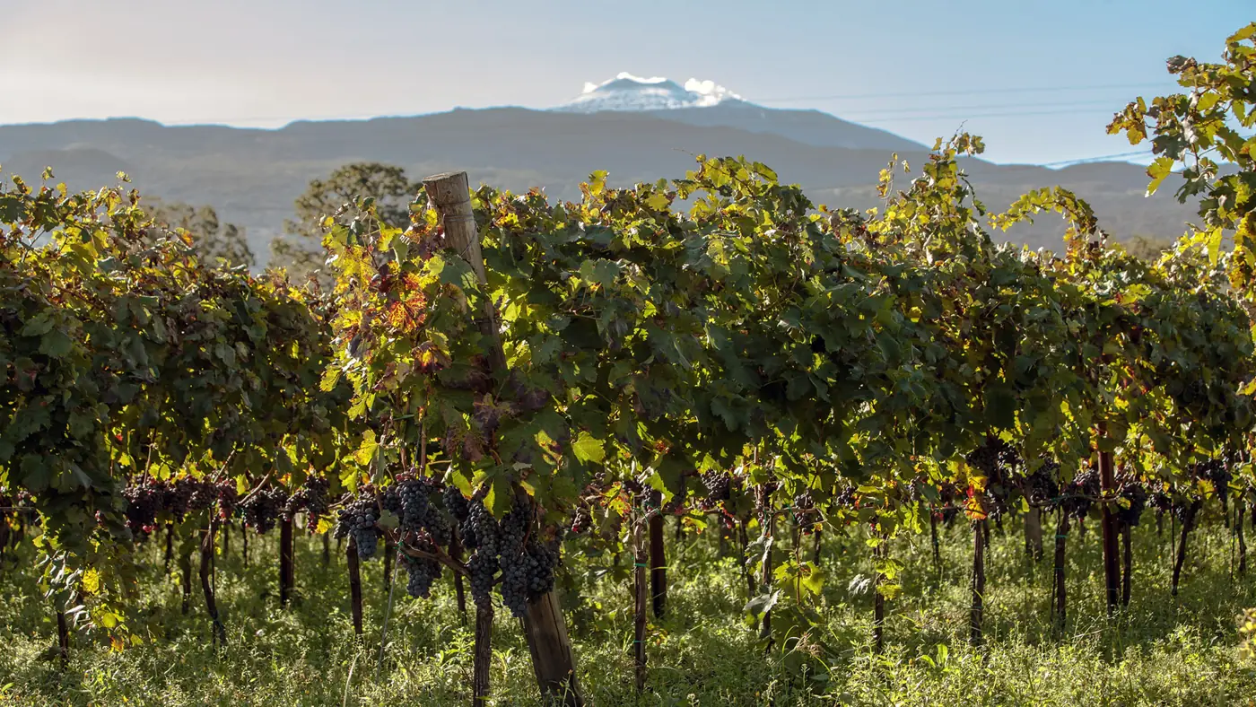 Il Terroir dell’Etna, una risonanza internazionale.