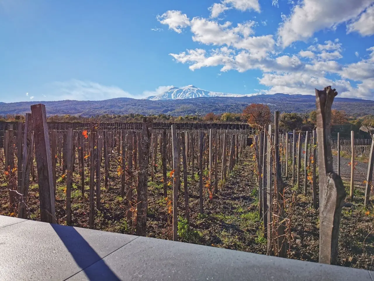 Full Lunch and Etna Wine Tasting with Vineyard Tour