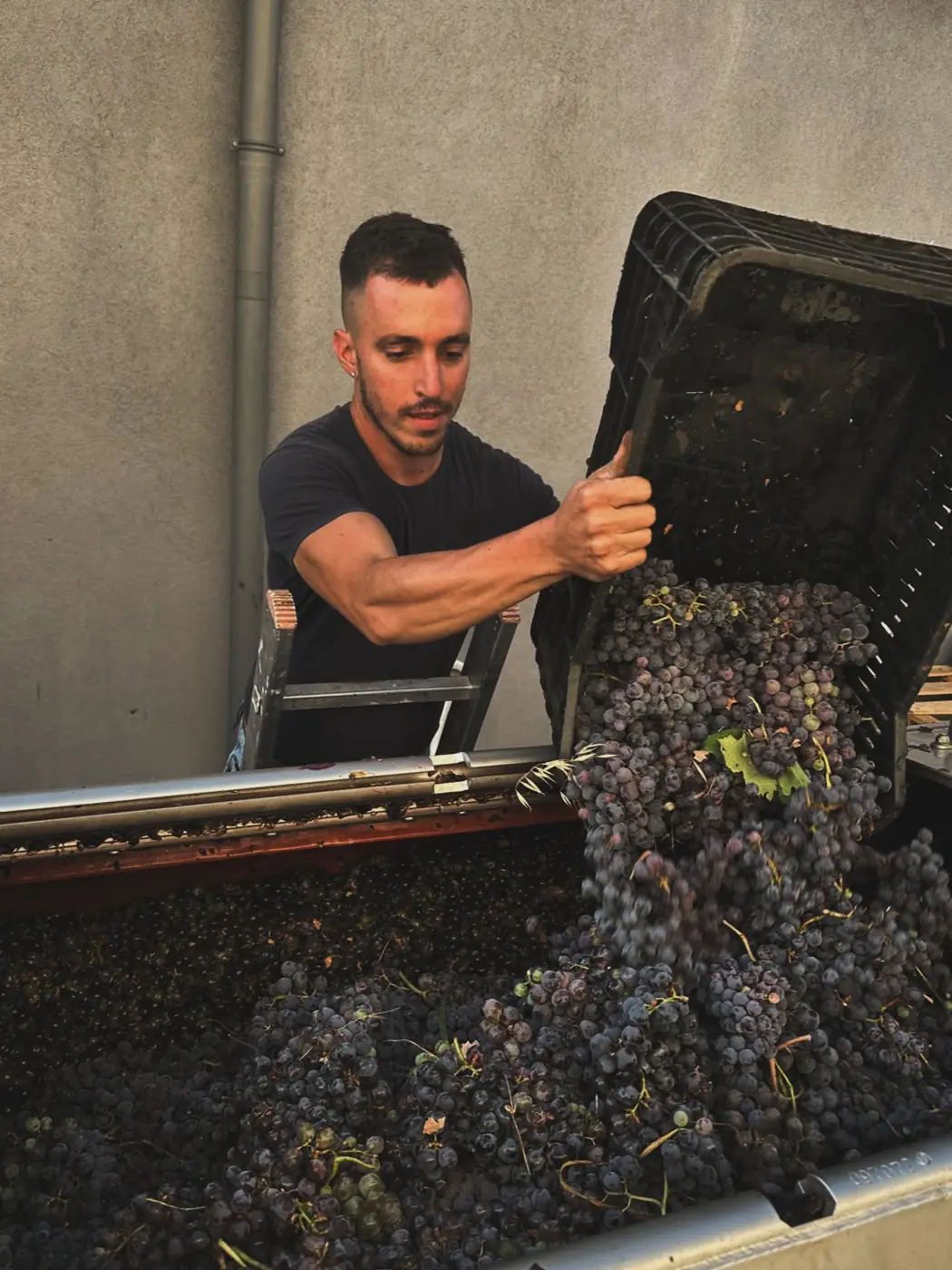 Vendemmia 2026 sull’Etna: la nostra festa tra i filari di Contrada Martinella