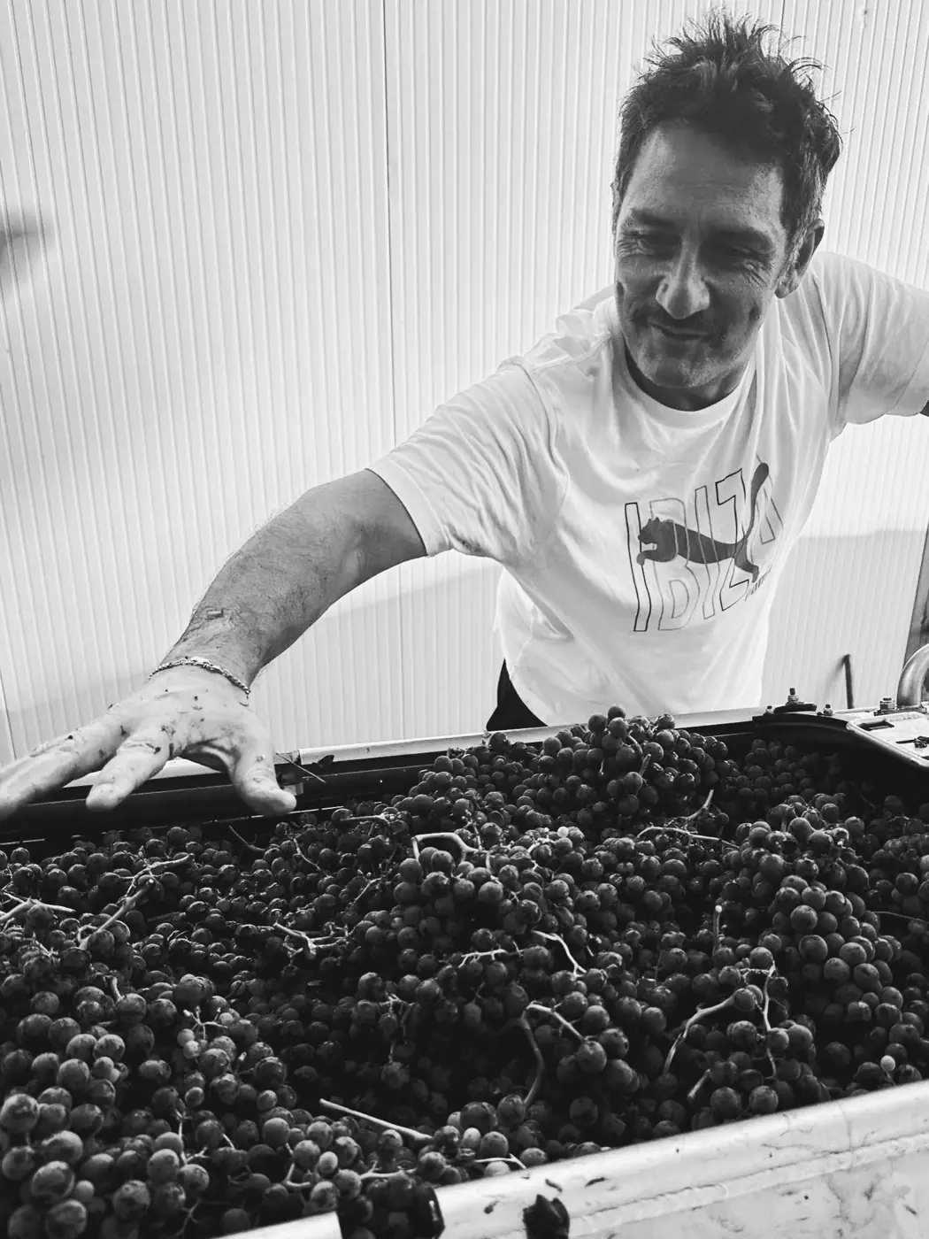 Mani sull’uva appena raccolta nella vasca della diraspatrice, foto in bianco e nero della vendemmia sull’Etna